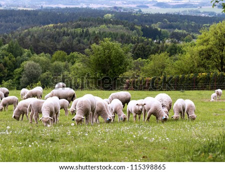 A herd of  grazing sheep