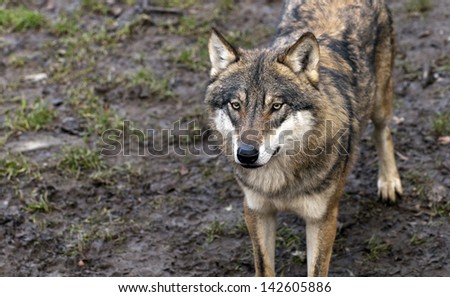 Closeup of a wolf head. Eurasian wolf