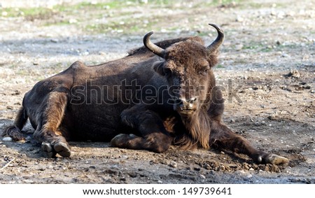 The European bison, also known as wisent or the European wood bison