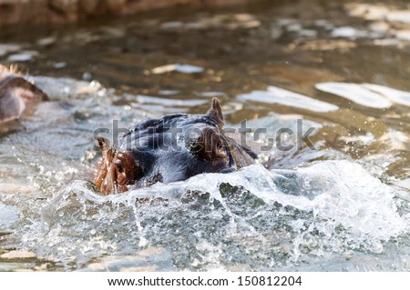 A young hippo (hippopotamus) in the water