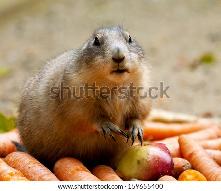 A black-tailed prairie dog with carrots and apple