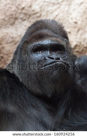 A closeup of the head of a gorilla (portrait)