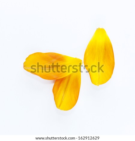 Yellow petals of the tulip on the white background Yellow petals of the tulip on the white background