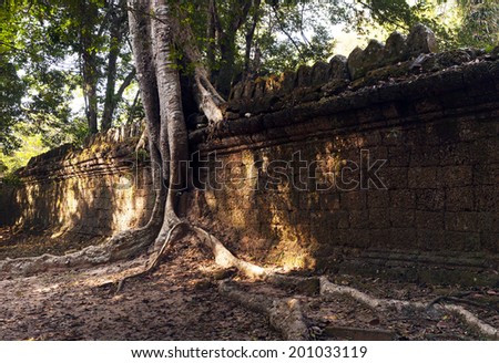 An old wall and the tree. Cambodia