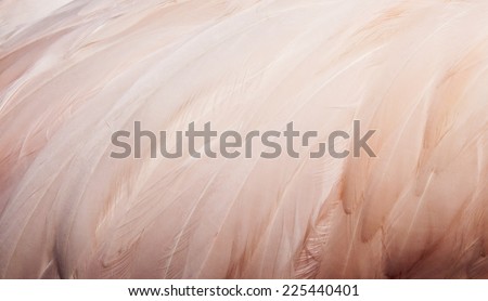 A closeup of pink fluffy bird feathers