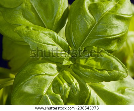 A closeup of green basil leaves (sweet basil)