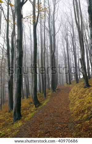 path in a beech forest. autumn