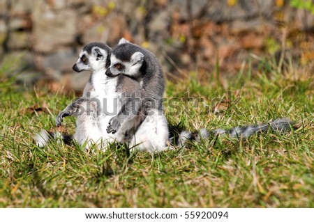 Hi ^^ - Page 2 Stock-photo-ring-tailed-lemurs-sitting-in-a-grass-55920094