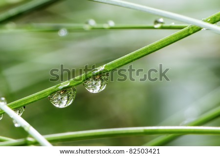 Drops of water on grass and forest reflection in them
