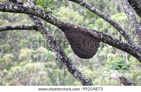 A swarm of wild bees hanging on a tree