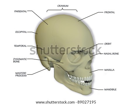 diagram of the human skull