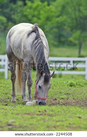 speckled horse