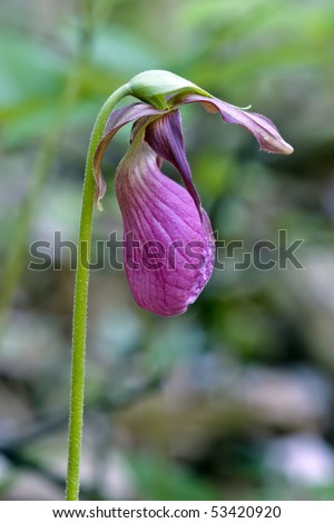 Pink Lady\'s-slipper (Cypripedium acaule)