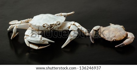 Two skeleton of  crab on black background