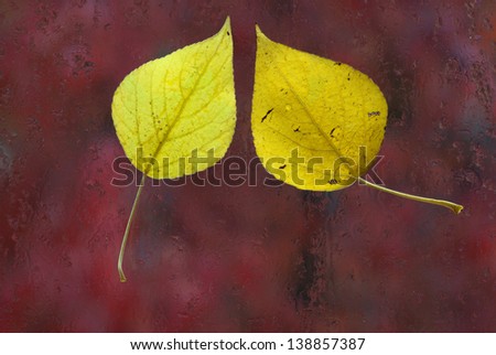 The yellow leaves stuck to the glass of the window. Dancing leaves