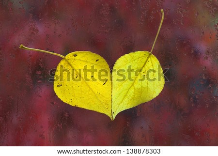 The yellow leaves stuck to the glass of the window. Heart from leaves