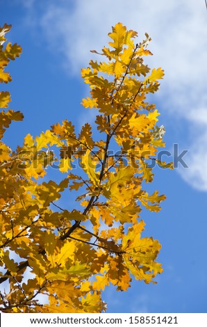 Branch of oak tree with yellow autumn leaves on background of blue sky