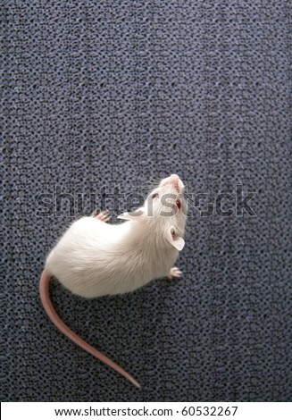 white mouse sitting on a blurred grey background