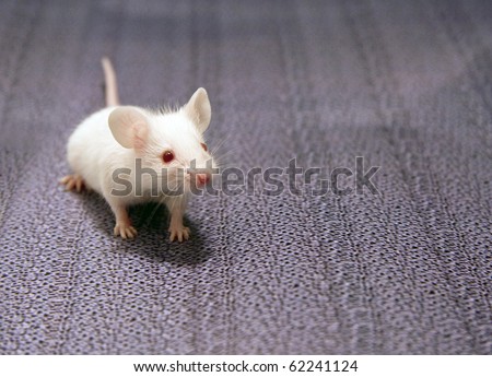 white mouse sitting on a grey background