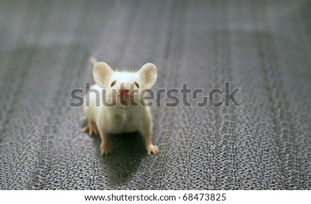 front view of white mouse sitting on a grey background