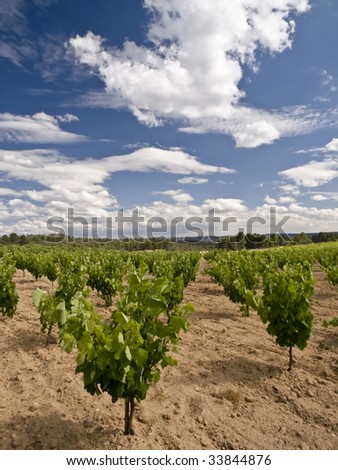 Vineyard landscape in vertical format, with a nice summer cloudy sky