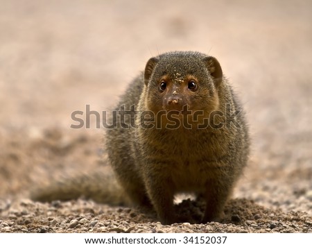 African dwarf mongoose with sand in the face after digging a hole into the ground