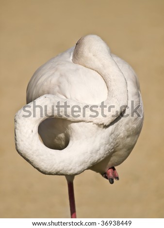 Flamingo with his neck twisted hiding his head, standing on one leg
