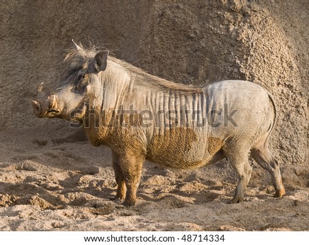 Side view of an African warthog. As a curiosity, this is the animal characterized as Pumbaa in the Lion King