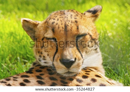 http://image.shutterstock.com/display_pic_with_logo/448810/448810,1250277087,8/stock-photo-sleeping-cheetah-acinonyx-jubatus-35264827.jpg