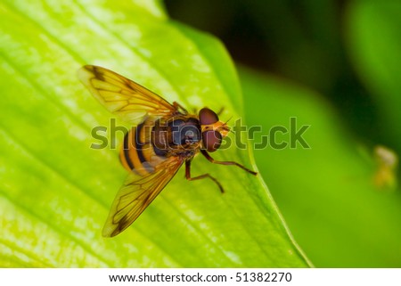 Big hover-fly,
