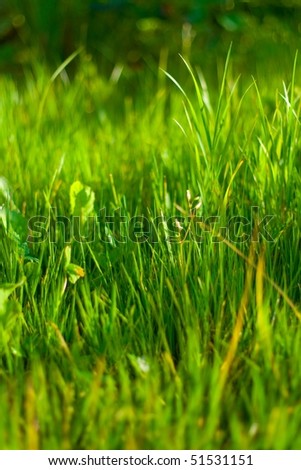 Grass plot #2