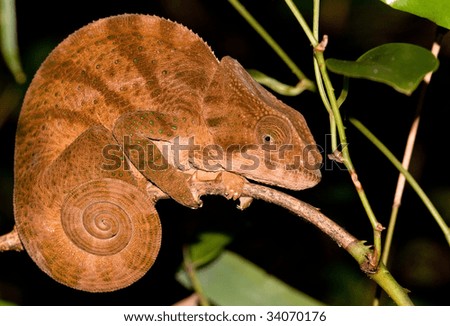 A brown chameleon perched on a branch in lemur forest camp, madagascar