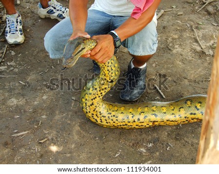 Huge snake in the peruvian Amazon Jungle
