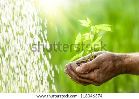 Old man hands holding a green young plant in the rain against spring grass background