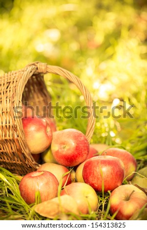 Red apples in autumn outdoors. Thanksgiving holiday concept