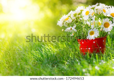 Beautiful bunch of spring flowers in red bucket