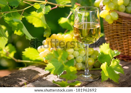 White wine in glass, young vine and bunch of grapes against green spring background