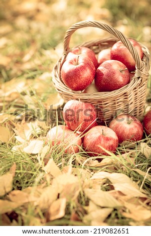 Autumn fruits outdoors. Basket of red apples. Thanksgiving holiday concept