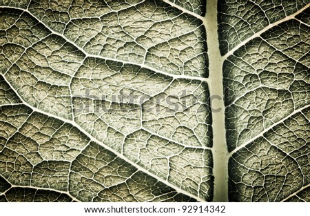 Dark leaf texture. Abstract spring background