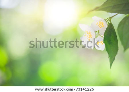 Picture Jasmine Flower on Jasmine Flower Against Green Natural Sunny Background Stock Photo