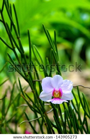 Orchid in Garden of the Sleeping Giant, Fiji