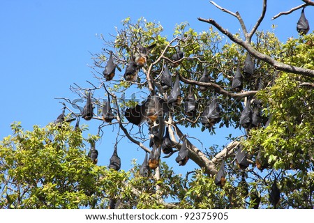 Grey-headed flying foxes in the Royal Botanic Gardens in Sydney, Australia. These gardens are home to a foxes colony of over 22,000.