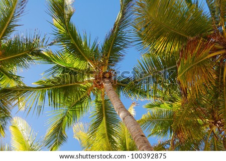 Tropical Palm Tree Canopy