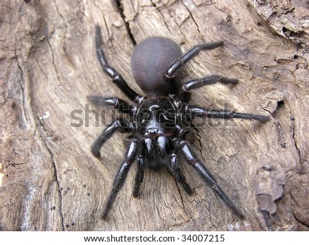 Sydney Funnel Web Spider Stock Photo 34007215 : Shutterstock Sydney Funnel Web Spider Stock Photo 34007215 : Shutterstock
