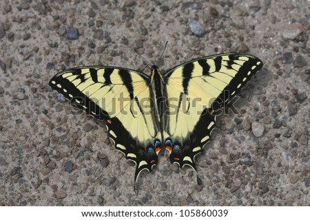 Eastern Tiger Swallowtail Butterfly Papilio glaucus