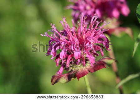 Bee Balm Flower