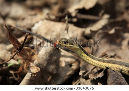 Garter Snake on forest floor with tongue flicking