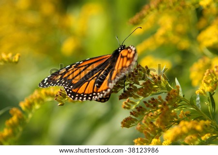 Monarch Butterfly On Golden Rod