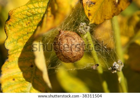 Garden Spider   on Black   Yellow Garden Spider Egg Sac Stock Photo 38311504