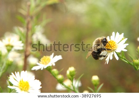 Bumble Bee Resting